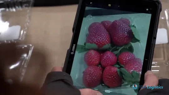 Albertsons Integrates AI for Produce Quality Checks