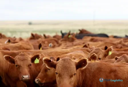 Update: US to lift Mexico cattle ban to combat high beef prices