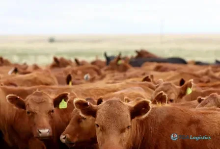 Update: US to lift Mexico cattle ban to combat high beef prices